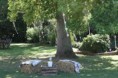 /album/bodas/bodasaire-77-jpg/